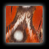 Satyr Pheasant feather