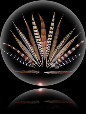Pheasant Feathers